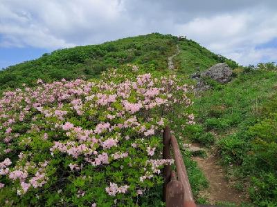 소백산 연화봉 ~ 비로봉 능선에 핀 연분홍빛 철쭉